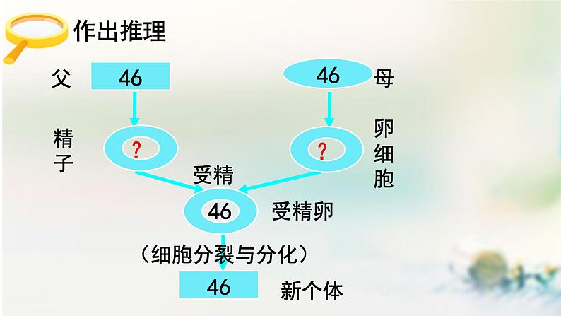 2.1减数分裂课件PPT第2页