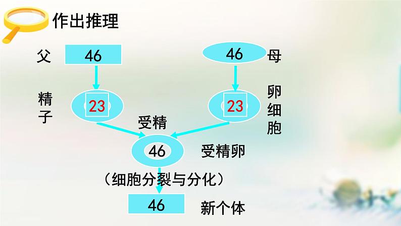 2.1减数分裂课件PPT第3页