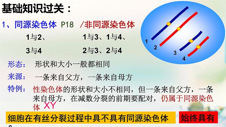 2.1减数分裂课件PPT第7页