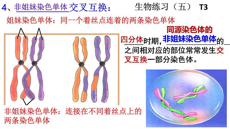 2.1受精作用课件PPT第4页