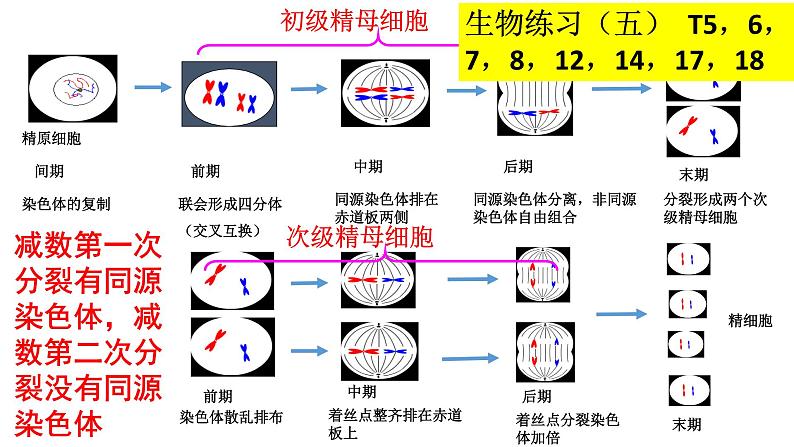 2.1受精作用课件PPT第5页