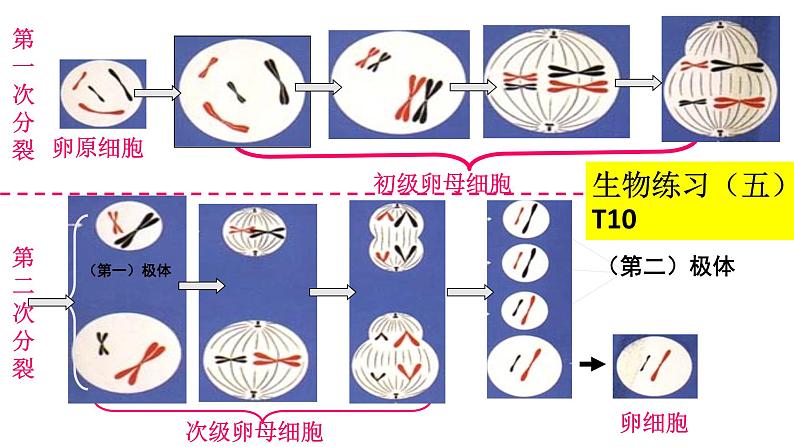 2.1受精作用课件PPT第6页