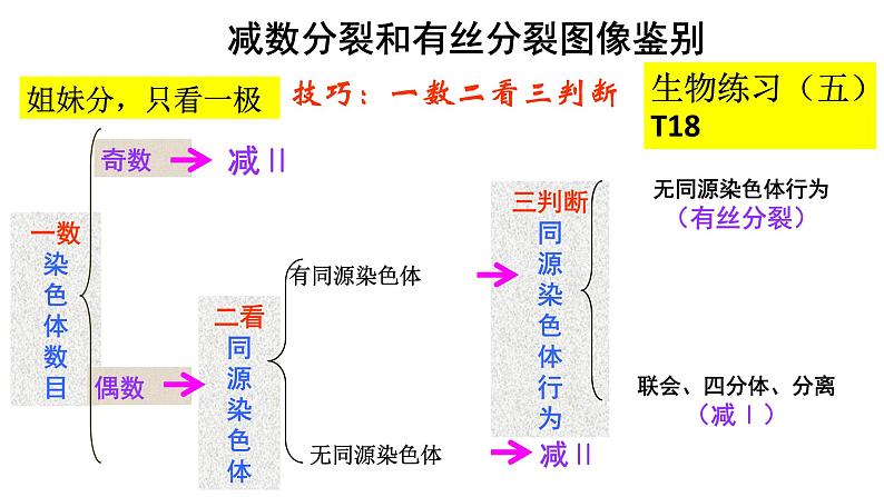 2.1受精作用课件PPT第7页