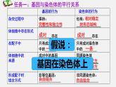 2.2 基因在染色体上课件PPT