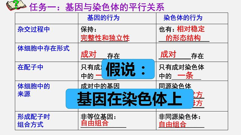 2.2 基因在染色体上课件PPT04