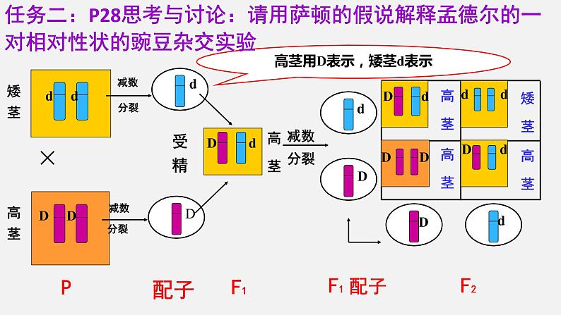 2.2 基因在染色体上课件PPT05