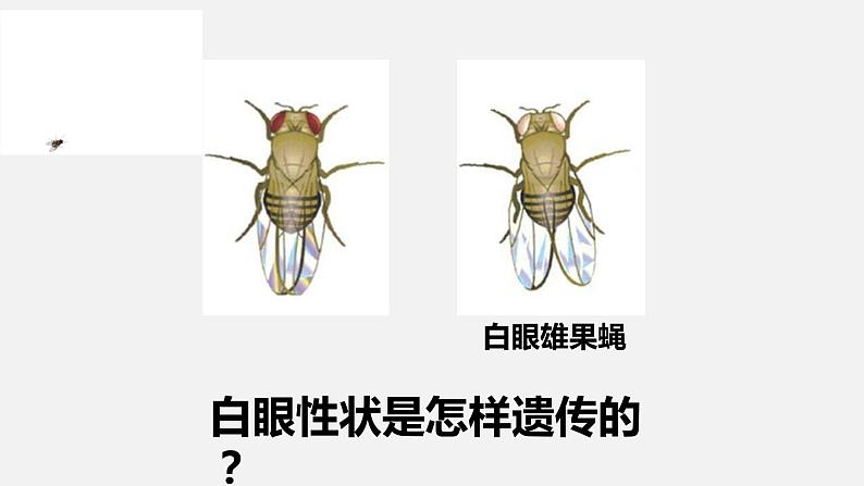 2.2 基因在染色体上课件PPT08