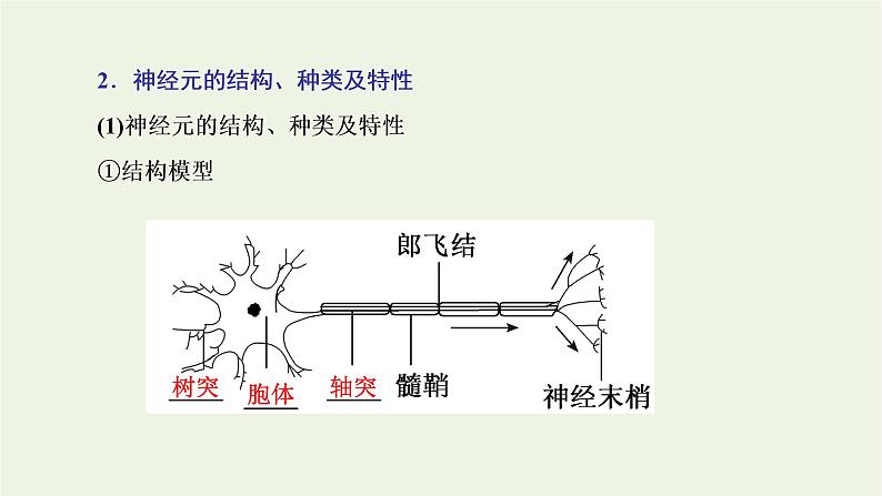 2022年新教材高中生物第二章神经调节第一节神经系统是神经调节的结构基础第二节神经冲动的产生和传导课件浙科版选择性必修106