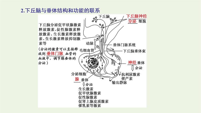 2022年新教材高中生物第三章体液调节第二节神经系统通过下丘脑控制内分泌系统课件浙科版选择性必修1第4页