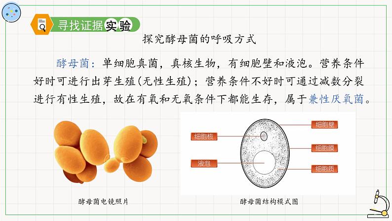 4.3.1细胞呼吸的类型-课件05