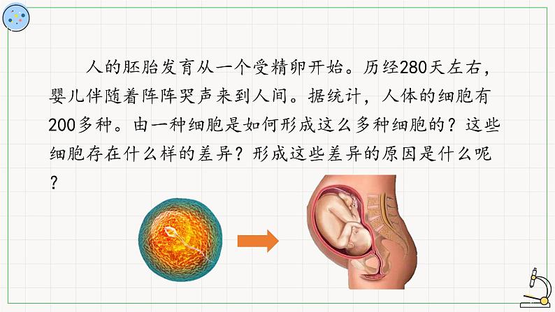 5.2细胞的分化-课件02