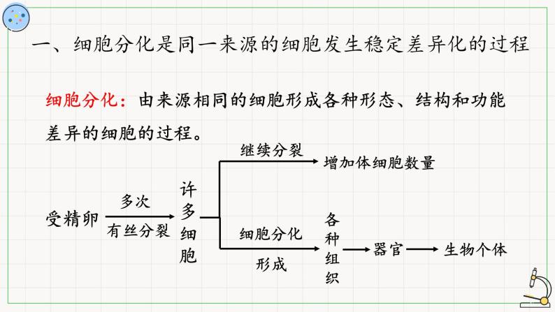 5.2细胞的分化-课件03