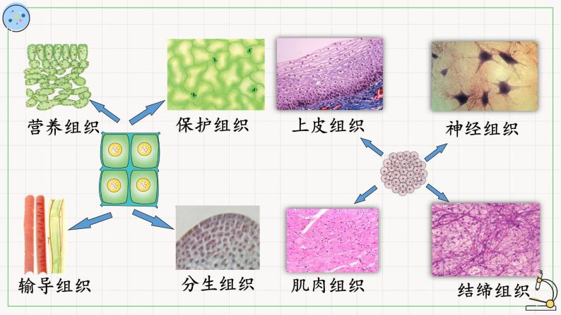 5.2细胞的分化-课件04