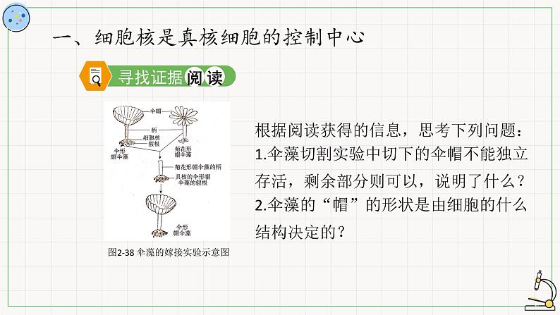 2.2.3细胞核-课件第3页