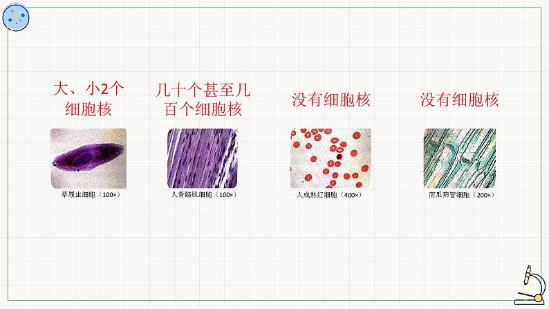 2.2.3细胞核-课件第5页