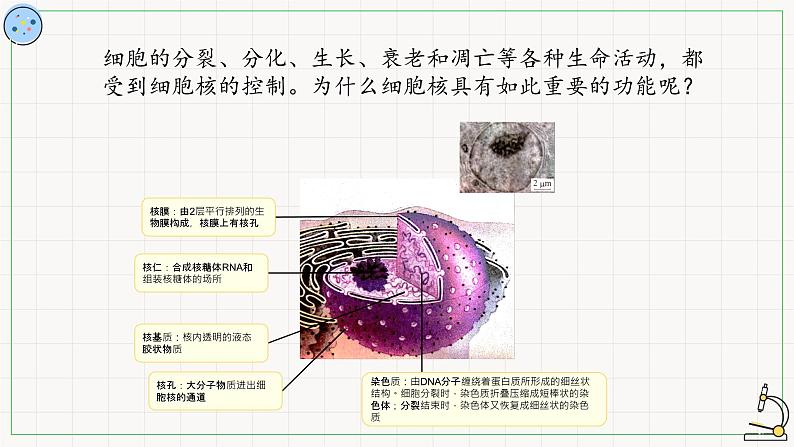 2.2.3细胞核-课件第6页