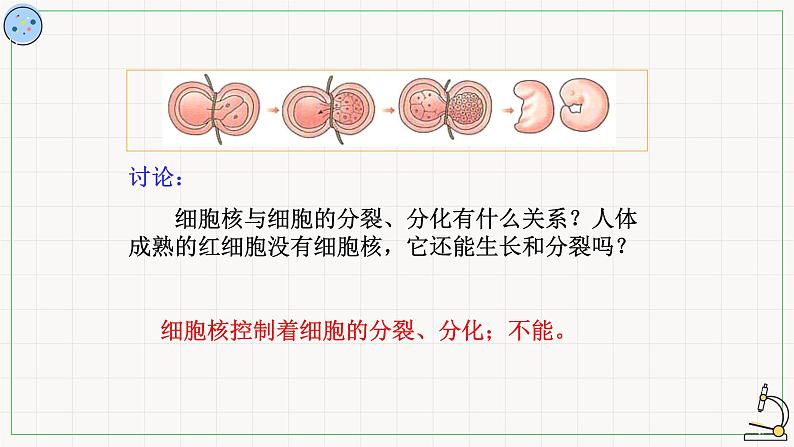 2.2.3细胞核-课件第8页