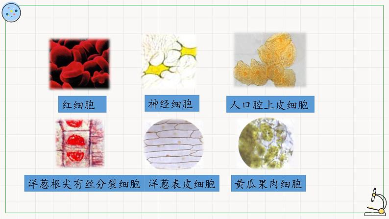 1.2细胞的多样性与统一性-课件02