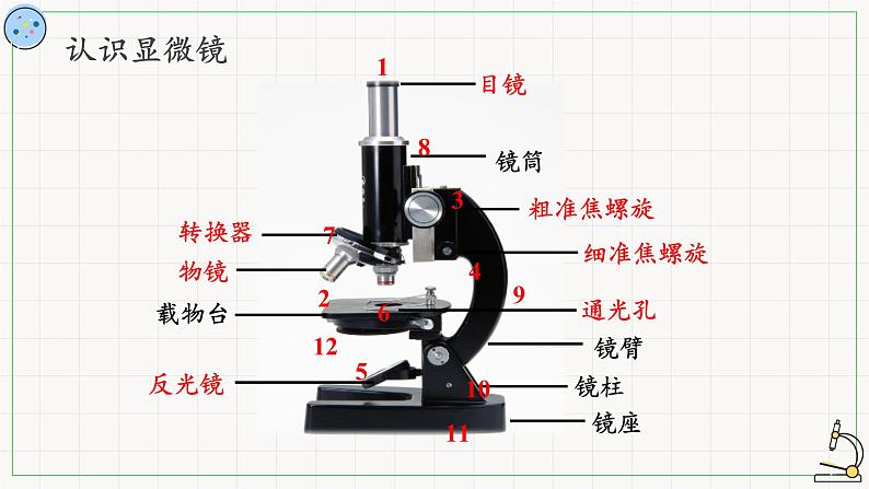 1.2细胞的多样性与统一性-课件06