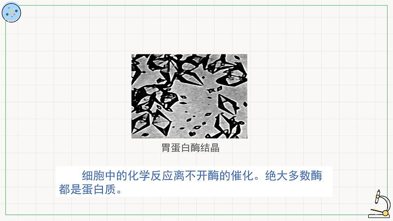 3.3蛋白质-课件第6页