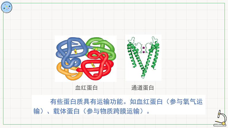 3.3蛋白质-课件第7页