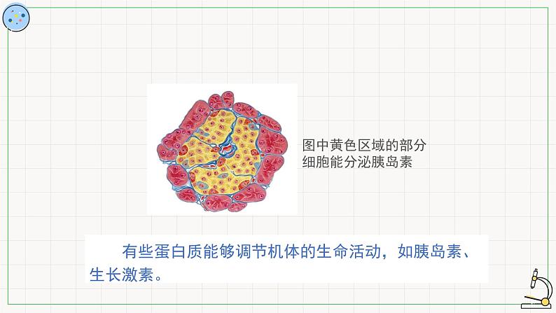 3.3蛋白质-课件第8页