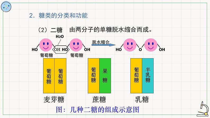 3.2糖类与脂质-课件07