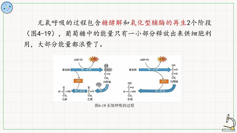 4.3.2细胞呼吸的过程-课件第5页