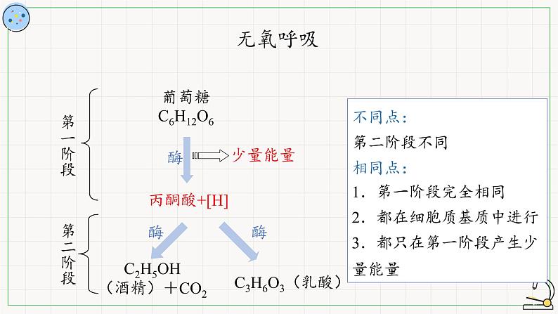 4.3.2细胞呼吸的过程-课件第8页