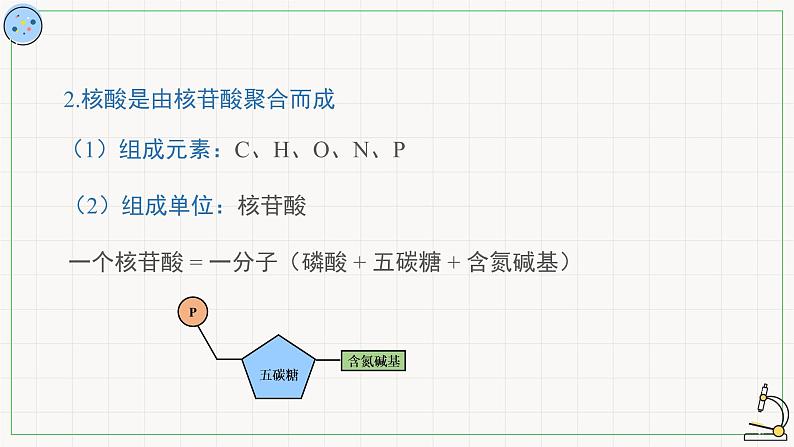 3.4核酸-课件第4页