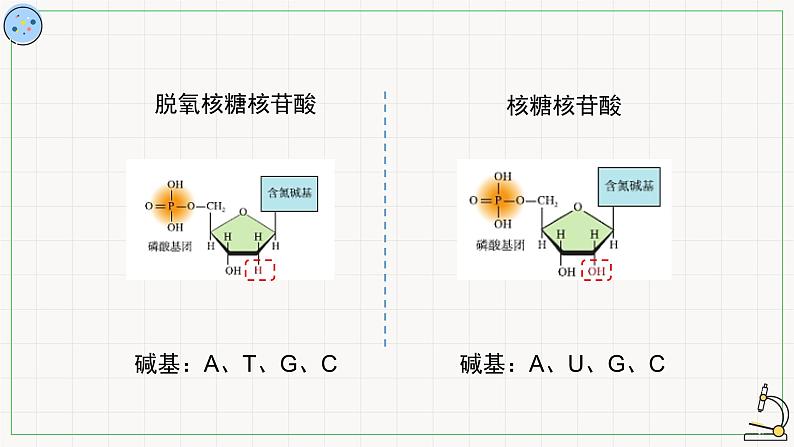 3.4核酸-课件第5页