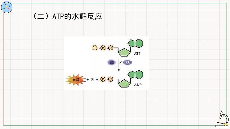 4.2ATP-课件第7页