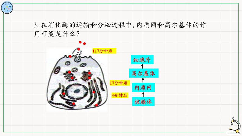 2.2.2其他细胞器-课件第5页