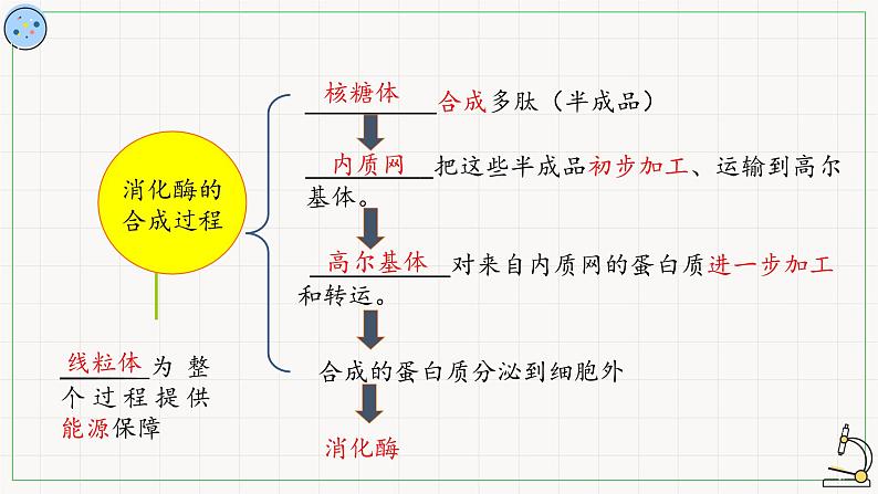 2.2.2其他细胞器-课件第6页