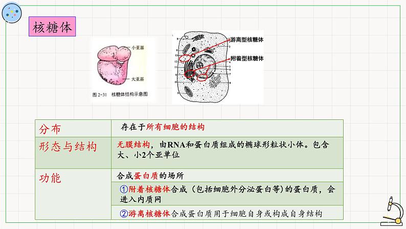 2.2.2其他细胞器-课件第7页