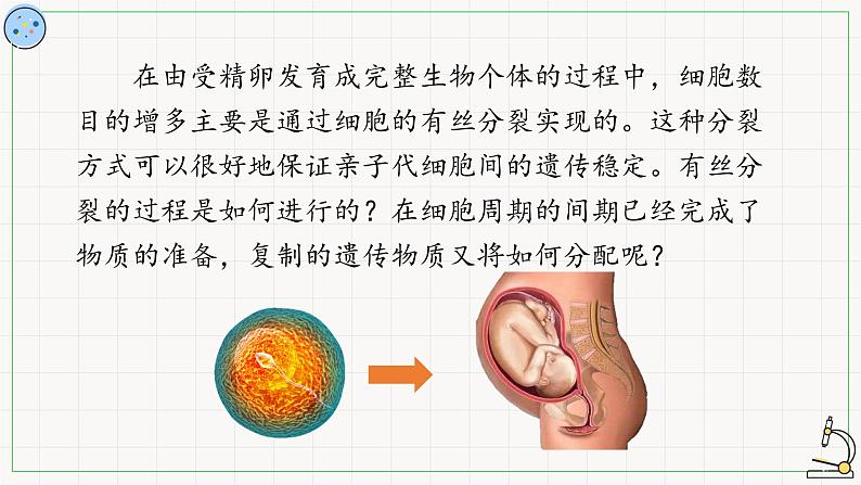 5.1.2细胞的分裂-课件第2页