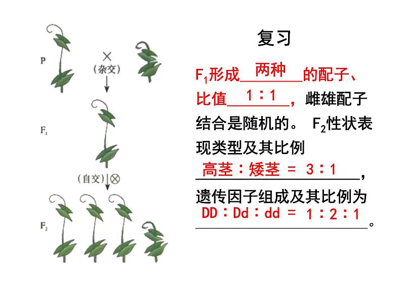 1.2孟德尔的豌豆杂交实验（二）课件PPT第1页