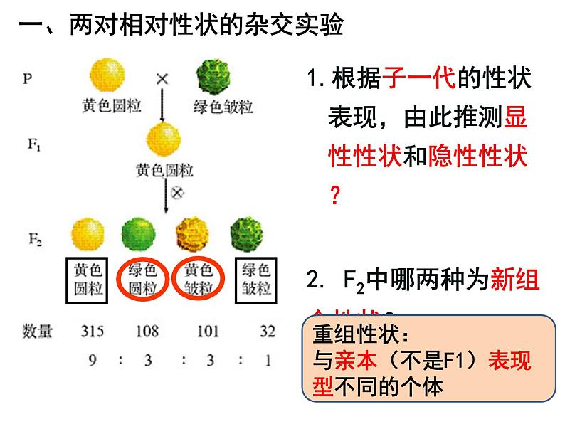 1.2孟德尔的豌豆杂交实验（二）课件PPT第7页