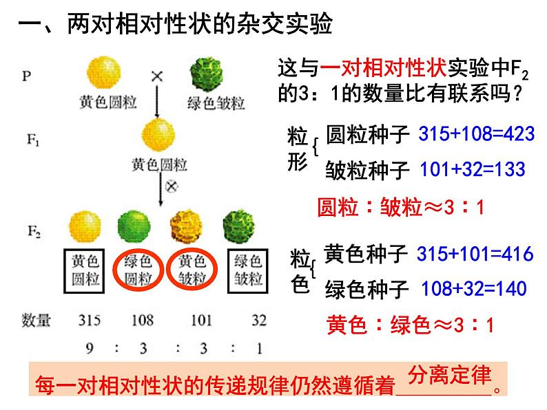 1.2孟德尔的豌豆杂交实验（二）课件PPT第8页