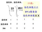 2.1减数分裂和受精作用（第一课时）（精子的形成）课件PPT