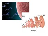 2.1减数分裂和受精作用（第一课时）（精子的形成）课件PPT