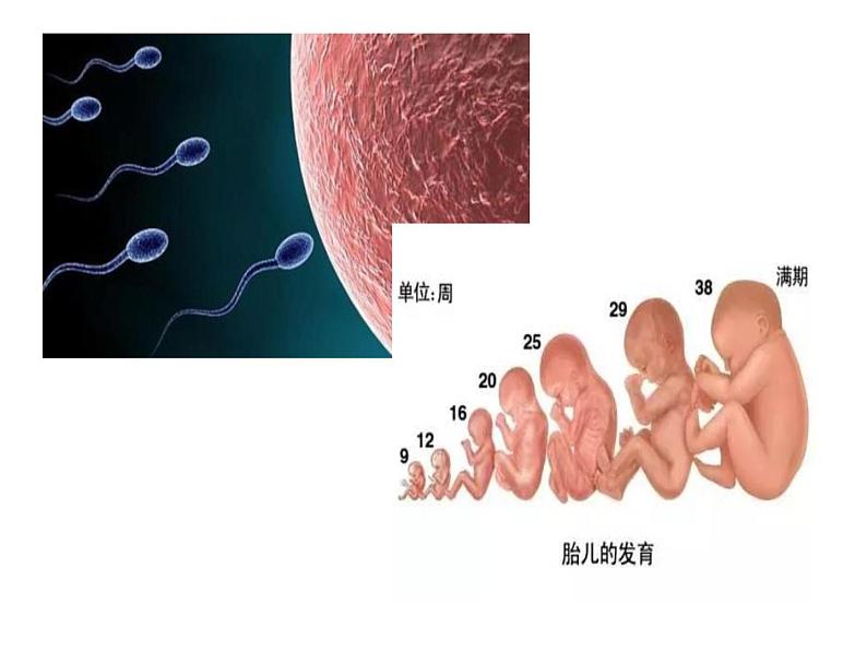 2.1减数分裂和受精作用（第一课时）（精子的形成）课件PPT第3页