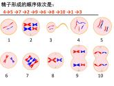 2.1减数分裂和受精作用（第二课时）（卵细胞的形成，有丝分裂和减数分裂的区别）课件PPT