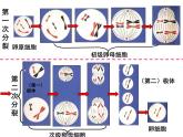 2.1减数分裂和受精作用（第二课时）（卵细胞的形成，有丝分裂和减数分裂的区别）课件PPT