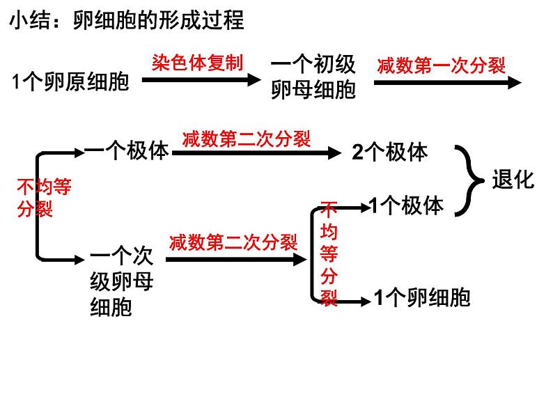 2.1减数分裂和受精作用（第三课时）（DNA、染色体、染色单体的数量变化和受精作用）课件PPT第2页