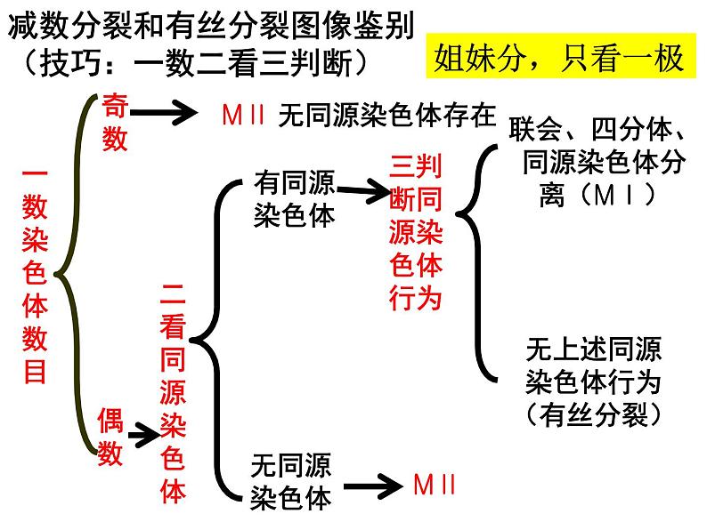 2.1减数分裂和受精作用（第三课时）（DNA、染色体、染色单体的数量变化和受精作用）课件PPT第3页