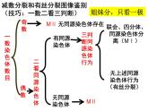 2.1减数分裂和受精作用（第三课时）（DNA、染色体、染色单体的数量变化和受精作用）课件PPT