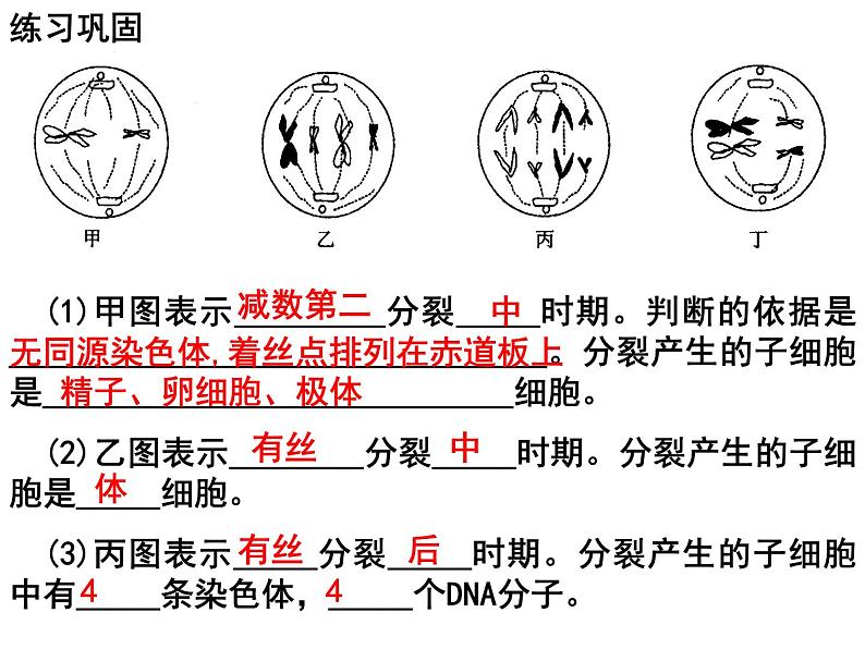 2.1减数分裂和受精作用（第三课时）（DNA、染色体、染色单体的数量变化和受精作用）课件PPT第5页