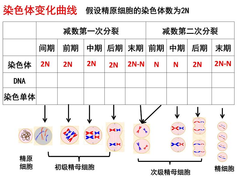 2.1减数分裂和受精作用（第三课时）（DNA、染色体、染色单体的数量变化和受精作用）课件PPT第7页