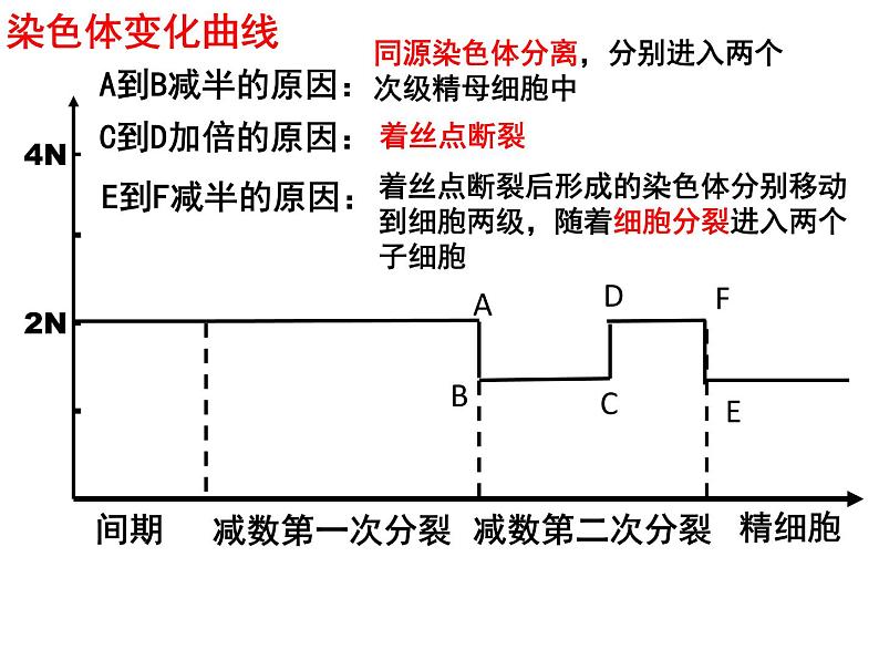 2.1减数分裂和受精作用（第三课时）（DNA、染色体、染色单体的数量变化和受精作用）课件PPT第8页